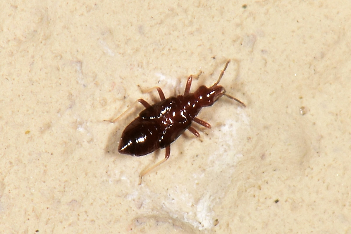 Microphysidae? S, Loricula freyi, femmina e maschio (adulto e ninfa) dell''Abruzzo